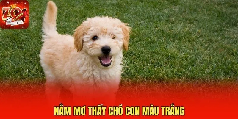 Nằm mơ thấy chó con màu trắng